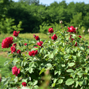 Rosa 'Dame de Coure' – Borpiros, teltvirágú, enyhén illatos magastörzsű rózsaoltvány