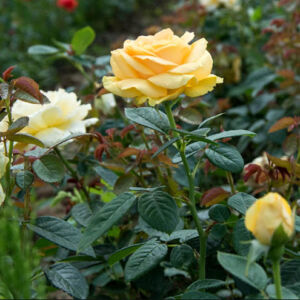 Rosa 'Gaby Morlay' -  Sárga, magastörzsű rózsaoltvány