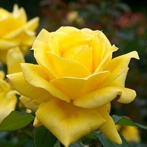 Rosa 'Golden Leader' – Magastörzsű rózsaoltvány