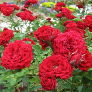 Rosa 'Rot Fairy' – Piros, csüngő koronájú magastörzsű rózsaoltvány