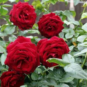 Rosa 'Scarlet' – Magastörzsű rózsaoltvány