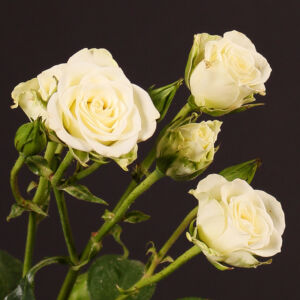 Rosa 'Snow Flake' – Fehér, illatos magastörzsű rózsaoltvány