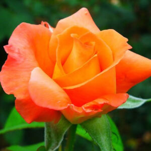 Rosa 'Sultana' – Narancssárga, teltvirágú, illatos magastörzsű rózsaoltvány