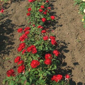 Rosa 'Vulkan' – Égőpiros, teltvirágú, illlatos magastörzsű rózsaoltvány