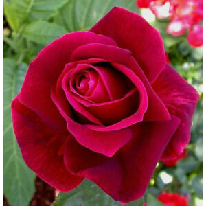 Rosa 'Mr Lincoln' - Bordó, magastörzsű rózsaoltvány