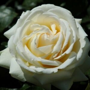 Rosa 'Moonsprite' - fehér a belső sziromfonák sárgás virágágyi floribunda rózsa
