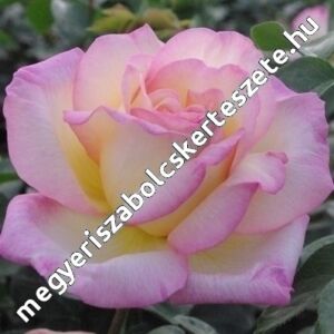 Rosa 'Peace' – Magastörzsű rózsaoltvány