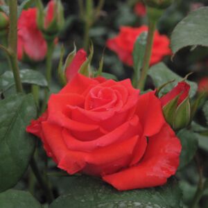 Rosa 'Clarita' - korallpiros teahibrid rózsa