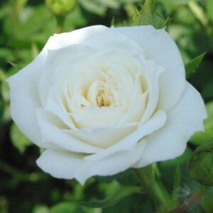 Rosa 'Bianco' - fehér törpe - mini rózsa