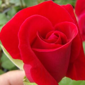 Rosa 'Demokracie' - sötét vörös climber, futó rózsa