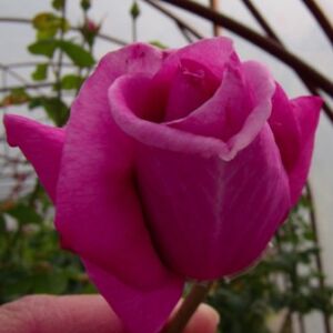 Rosa 'Eminence' - ciklámenlila teahibrid rózsa