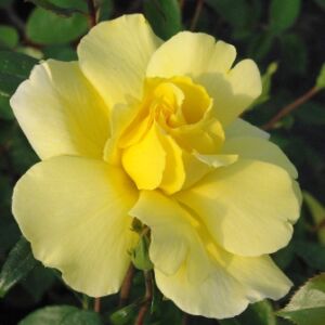 Rosa 'Golden Showers®' - nárcisz sárga climber, futó rózsa
