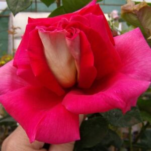 Rosa 'Kronenbourg' – Magastörzsű rózsaoltvány