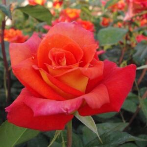 Rosa 'Monica®' - narancssárga, belső szirom világossárga teahibrid rózsa