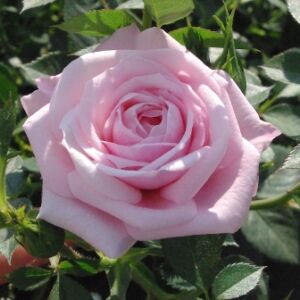 Rosa 'Blush Parade®' - világos rózsaszín törpe - mini rózsa