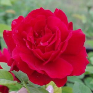 Rosa 'Diablotin' - piros virágágyi floribunda rózsa