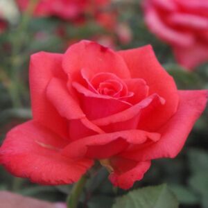 Rosa 'Resolut®' - élénk narancspiros virágágyi floribunda rózsa