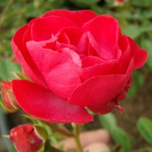 Rosa 'Dick Koster' - kárminpiros virágágyi polianta rózsa
