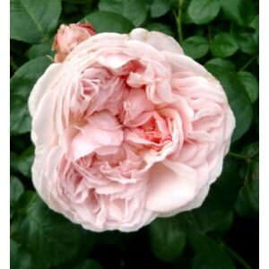 Rosa 'Auswith' - világos rózsaszín angol rózsa