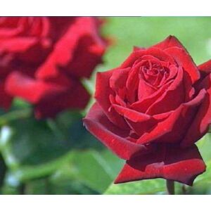 Rosa ‘Erika Pluhar’ - Sötétbordó magastörzsű illatos rózsaoltvány
