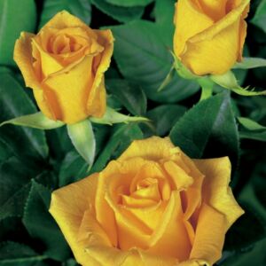 Rosa ‘Golden Monika’ - Aranysárga magastörzsű illatos rózsaoltvány