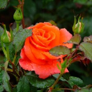 Rosa ‘Monika’ - Narancssárga magastörzsű rózsaoltvány