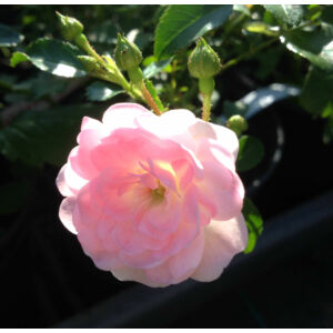 Rosa 'The Fairy' - halvány rózsaszín talajtakaró rózsa