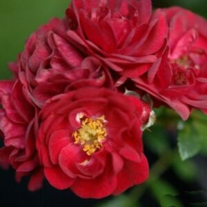 Rosa 'Fairy Rouge' - cseresznyepiros talajtakaró rózsa