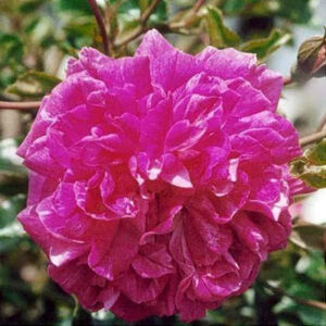 Rosa 'Alexandre Girault' - kármin-rózsaszín, fehér középpel rambler, kúszó rózsa