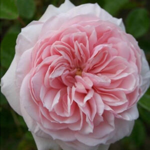Rosa 'Awakening' - világos rózsaszín climber, futó rózsa