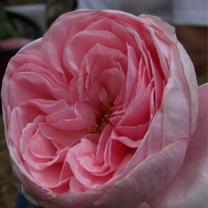 Rosa 'Deléri' - halvány rózsaszín climber, futó rózsa