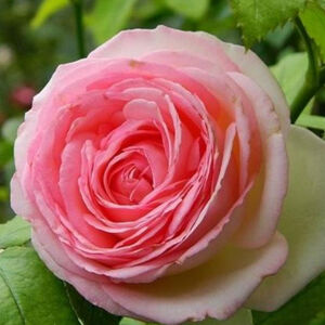 Rosa 'Eden Rose' (syn. 'Meiviolin') - rózsaszín színű, nyíláskor fehér sziromfonák climber, futó rózsa