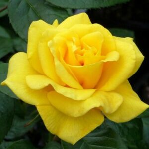 Rosa 'Golden Wedding' - sárga virágágyi floribunda rózsa