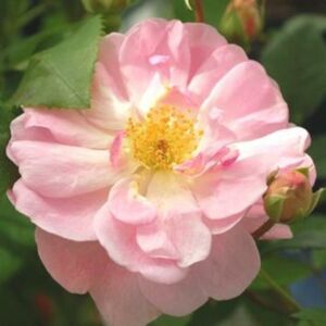 Rosa 'Mevrouw Nathalie Nypels' - rózsaszín virágágyi floribunda rózsa