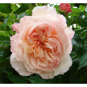 Rosa 'Evelyn' - sárgabarack keverék angol rózsa