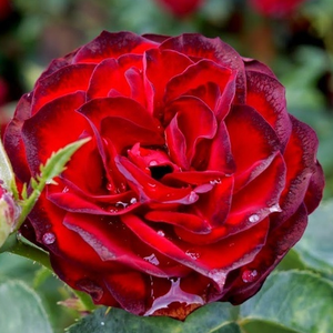Rosa 'A pesti srácok emléke' - Bársonyos, sötét vérvörös virágágyi floribunda rózsa