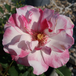 Rosa 'Abigaile ®' - kármin - rózsaszín virágágyi floribunda rózsa