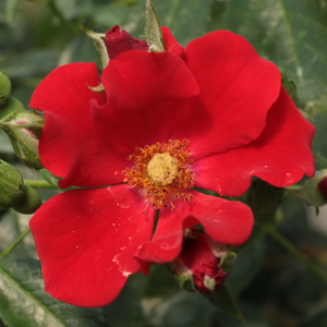 Rosa 'Alpenglühen®' - vörös talajtakaró rózsa