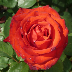 Rosa 'Asja' - Narancsvörös teahibrid rózsa