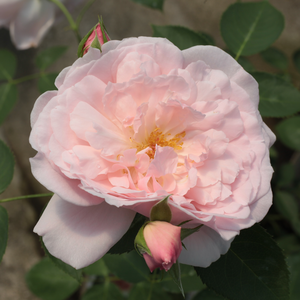 Rosa 'Ausclub' – Halvány rózsaszín angol rózsa