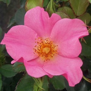 Rosa 'Barbie™' - Világos rózsaszín virágágyi polianta rózsa