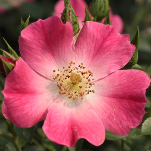 Rosa 'Bay™' - Rózsaszín törpe - mini rózsa