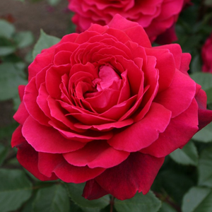 Rosa 'Bellevue ®' - vörös teahibrid rózsa