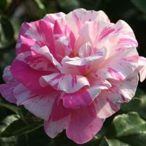 Rosa 'Berlingot' - fehér, rózsaszín csíkos virágágyi floribunda rózsa