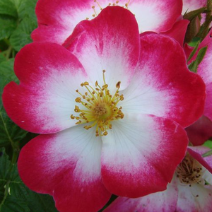 Rosa 'Bukavu®' - fehér központú, cseresznyepiros széllel parkrózsa