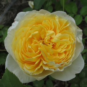 Rosa 'Charlotte' - sárga angol rózsa