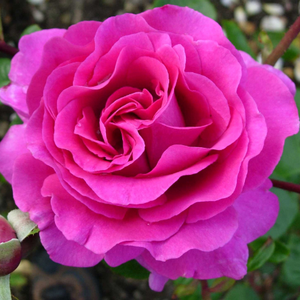 Rosa 'Chartreuse de Parme' - Lilás rózsaszín teahibrid rózsa