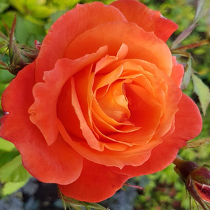 Rosa 'Christchurch' - narancssárga virágágyi floribunda rózsa