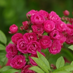 Rosa 'Dinky®' - sötét rózsaszín, magenta árnyalattal parkrózsa