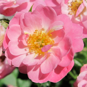 Rosa 'Easy Cover®' - Halvány rózsaszín talajtakaró rózsa